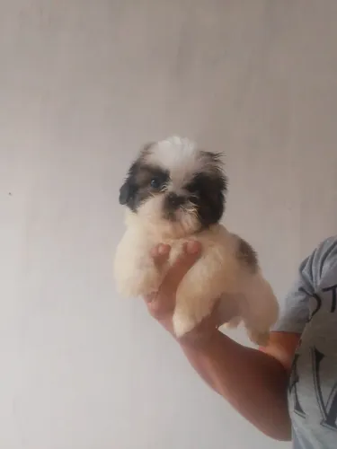 Macho disponível para venda