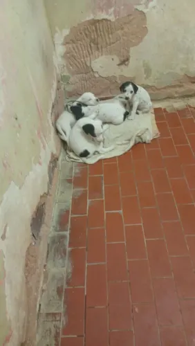 Cachorro dálmata