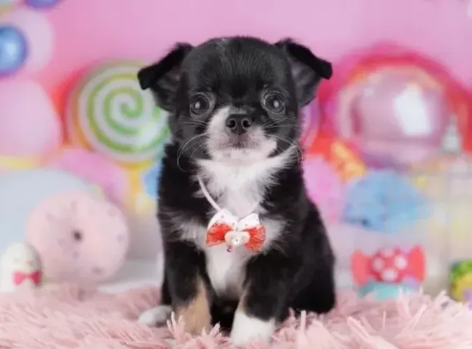Cãozinho Chihuahua saudável de linhagem especial selecionada