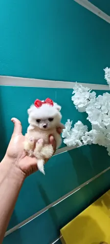 Minúscula lulu da pomerania anão a menor do brasil.
