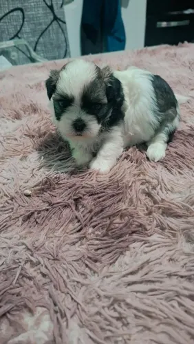 Vende se filhote de Lhasa apson