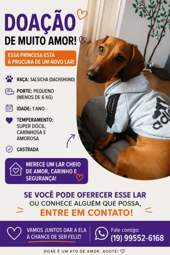 Salsicha (Dachshund) Fêmea para Adoção Responsável