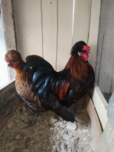 Casal de polonês
