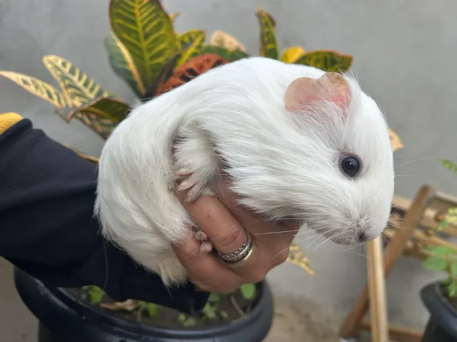 Porquinho da India
