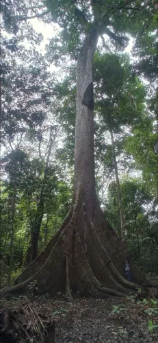 Mudas de samaúma (ceiba pentandra)