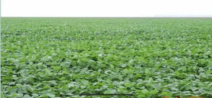 Fazenda 24.550 hect em nova Motum MT 16mil aberto, 15.509 planta. 1.5 bilhões.