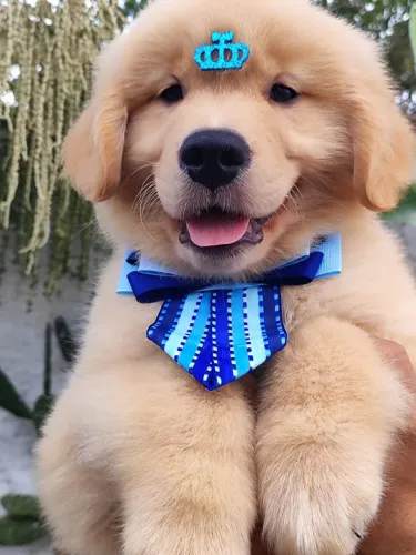 Golden Retriever liberados para reserva 