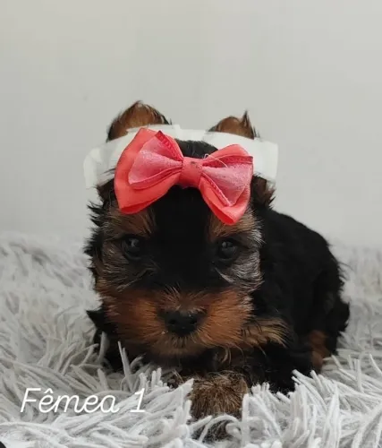 Yorkshire Terrier Micro