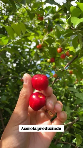 Mudas de Acerola Produzindo 