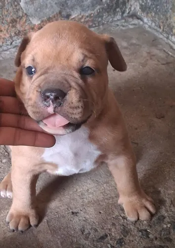 Filhotes pit bull disponíveis