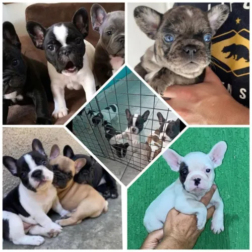 Filhotes de Bulldog Francês 