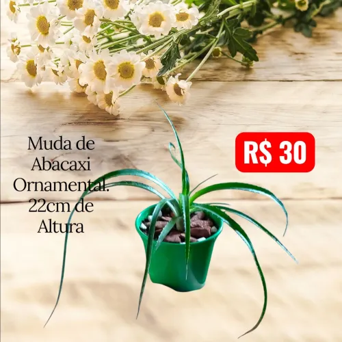 Muda da Planta Abacaxi Ornamental