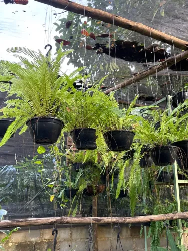 Lindas Samambaias Pendentes para seu Jardim