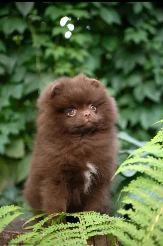 Filhotes de Spitz Alemão | Alegria garantida todos os dias.