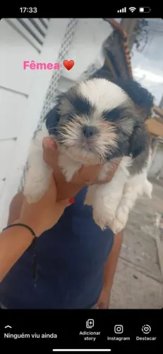 Filhote Shih Tzu, Seu coração está pronto para esse amor incondicional?