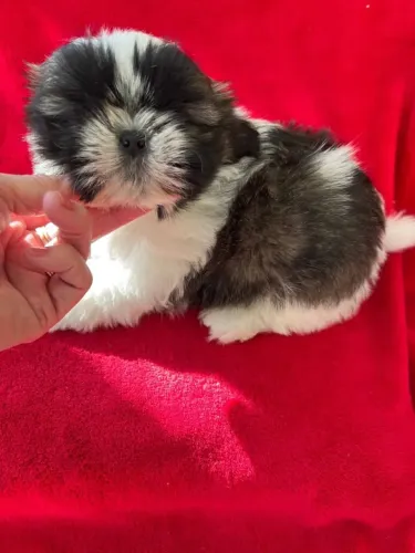 Shih Tzu Filhote - Fofura que Cabe no Colo e no Coração!