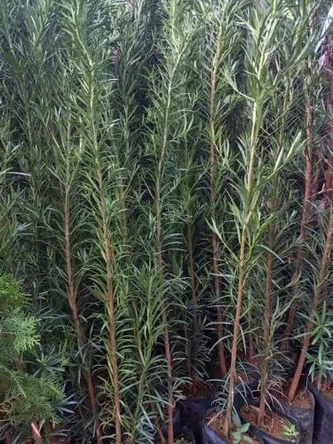 PODOCARPUS CERCA-VIVA / 1 METRO E 50 DE ALTURA 