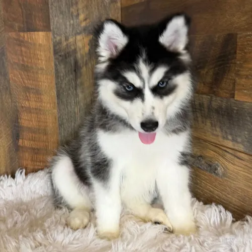 Mais informações pelo WhatsApp | husky Siberiano 
