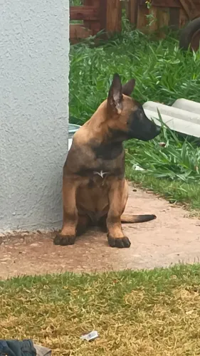 Pastor Belga Malinois Macho Puro - Com Pedigree e Vacinado