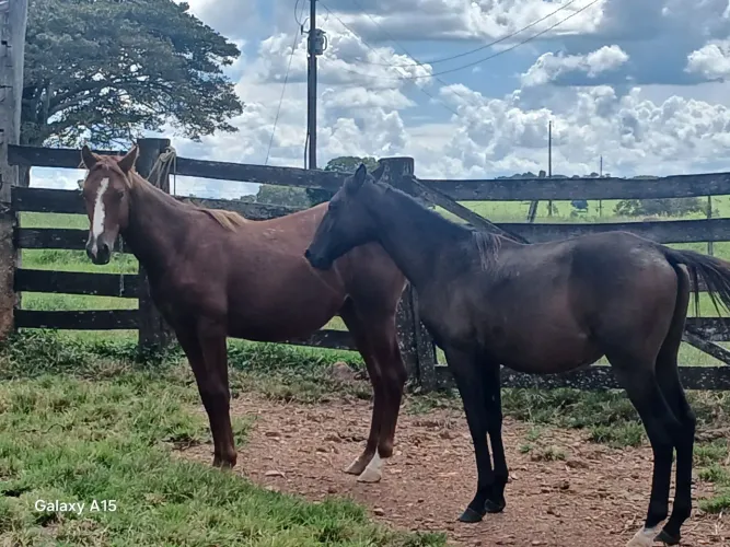 Cavalos quarto de milha 