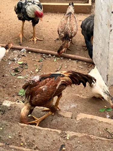 Frangos Shamo - Timóteo