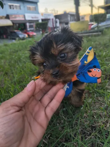Se vc procura por padrão da raça temos yorkshire micro lindo filhote