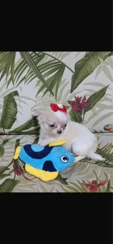 Chihuahua puros pais no local