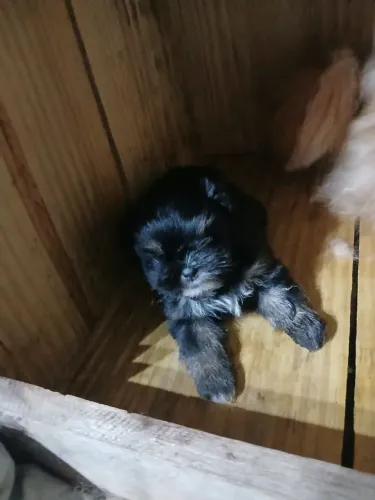 Shitzu com lulu