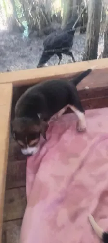 Vende se Beagle filhotes 