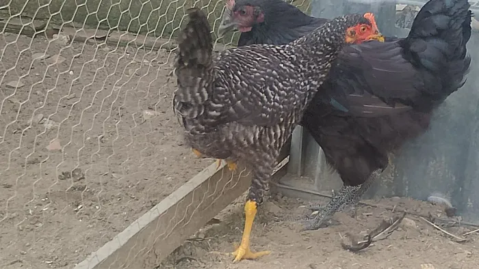 pinto e frango caipira 