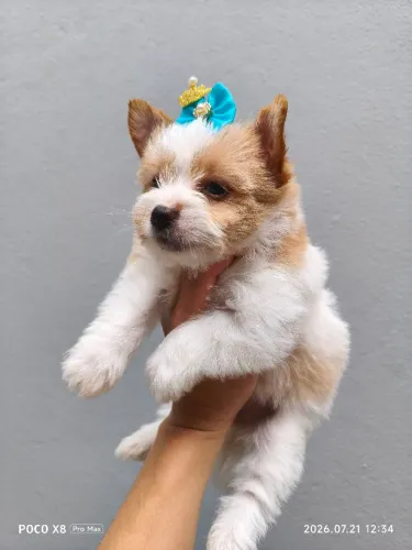 Yorkshire Golddust terrier Fêmea