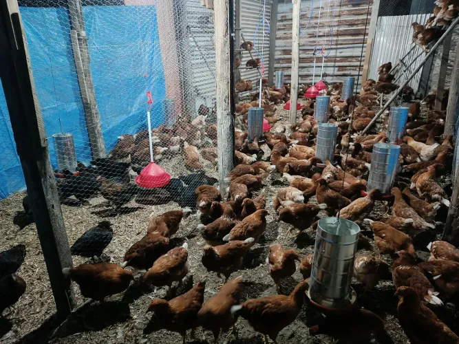 Lote de galinhas poedeiras