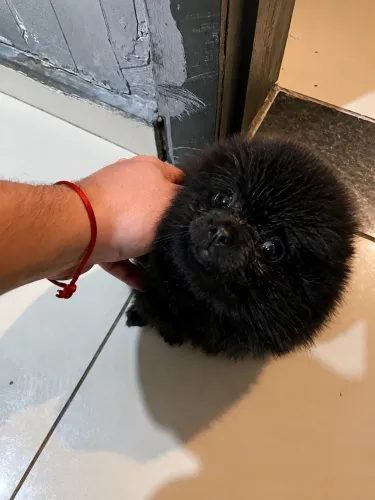 Spitz alemão macho
