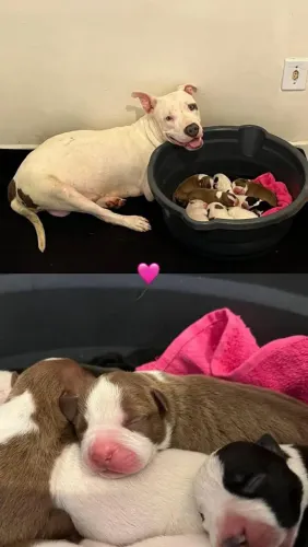 Filhotes de Pitbull american terrier com Brazilian bull (Pit Monsters)