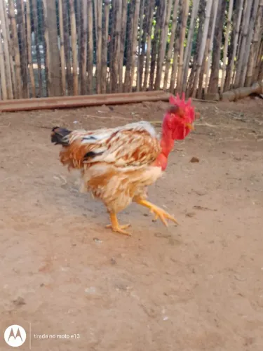 Galos a venda