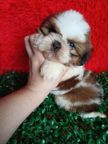 Shih tzus