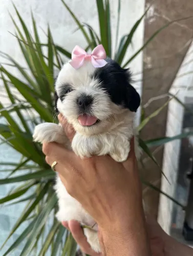 Vendo Lindos Filhotes de Shih-tzu (Macho e Fêmea)