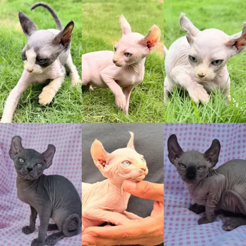 Sphynx Elf Filhotes - Gatil BSB Cat