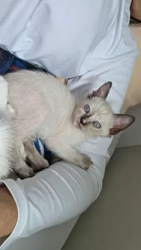 Gatinhos para doar
