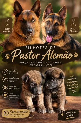 FILHOTES DE PASTOR ALEMÃO 