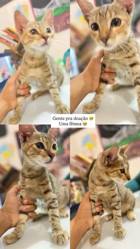 Gato