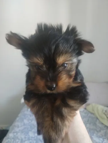 Vendo um filhote de yorkshire com 45 dia 