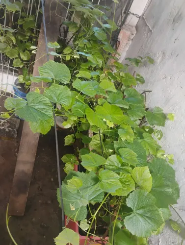 Muda de uva