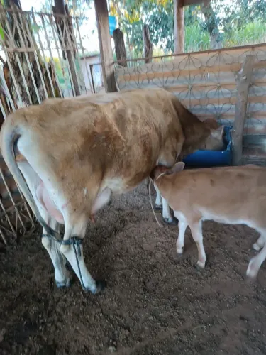 Vaca  Jersey 