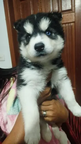 Huksy siberiano filhotes 