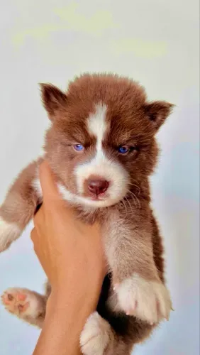 Husky siberiano wolly