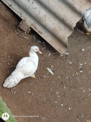 Pata