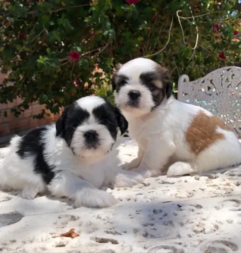 Lhasa Apso,Lhasa Apso Filhote Disponível Alta Qualidade