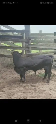 Mine boi 
