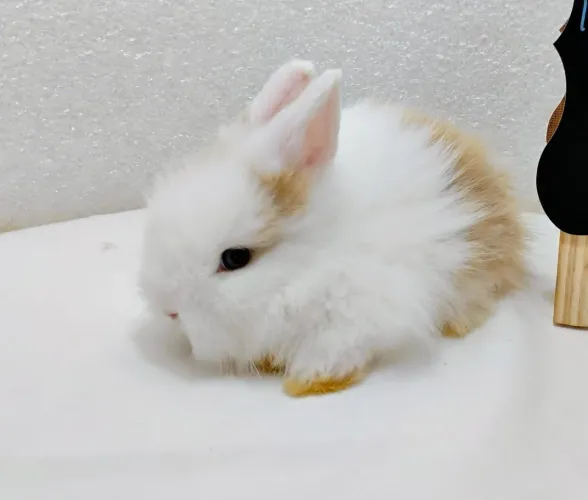 Mini Coelhos Mini Lion Head